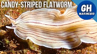 Species Spotlight  Candystriped flatworm Prostheceraeus vittatus [upl. by Mok442]