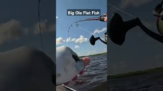 Big Ole Flat Fish Flounder fishing inshorefishing kayakfishing [upl. by Raynor540]