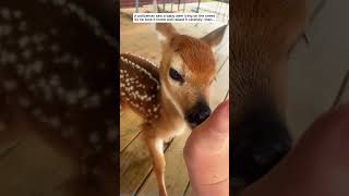 A policeman saw a baby deer lying on the street then deer babydeer short [upl. by Jehius]