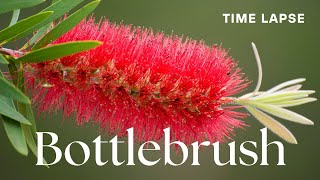 Timelapse CallistemonBottlebrush Flowers Blooming  Australian Native Plant [upl. by Adnaloj]