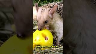 Hedgehog HeroesSpiky Superstars of the Night animals hedgehog wildlife shorts animalworld [upl. by Abekam864]