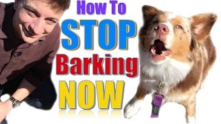 How to Teach Your Dog Not to Bark Humanely and Effectively 3 Things You Can Do Right Now [upl. by Accber]