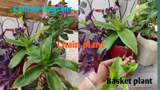 Callisia fragrans or Basket plant care and propagation All about callisia [upl. by Narrad878]