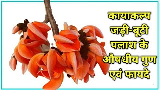 Palash ke phool  पलाश के फूल के फायदे  पलाश के औषधि गुण  Benefits of Butea monosperma  Palash [upl. by Nitnert]