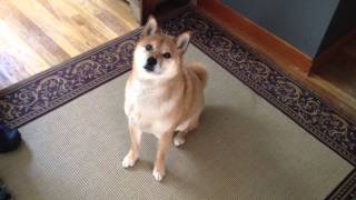 Shiba Inu tells owner quotlets go for a walkquot [upl. by Solegna]