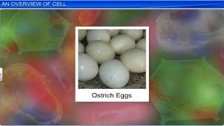 CBSE Class 11 Biology  Cell The Unit of Life  Full Chapter  By Shiksha House [upl. by Enelia]