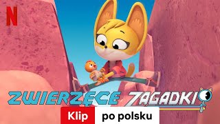 Zwierzęce zagadki Sezon 3 Klip  Zwiastun po polsku  Netflix [upl. by Ynatsed713]