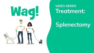 Splenectomy in Dogs  Wag [upl. by Francois]