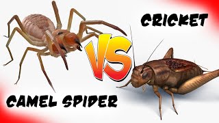 Camel Spider Vs Mole Cricket  Who Wins Epic Bug Battle High Definition [upl. by Elokcin]