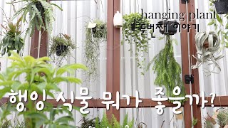 행잉식물 뭐가 좋을까다양한 행잉플랜트 파헤쳐 보자립살리스종류What would be good for hanging plants [upl. by Iramaj]