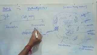 Cell injury pathophysiology [upl. by Elsi]