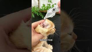 It is so convenient to use ear drops once a month One drop is very thorough Cute pet good stuf [upl. by Yehc]