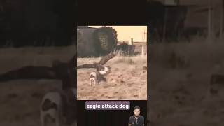 eagle attack dog shortvideo dog attac short ytshort [upl. by Aleris]