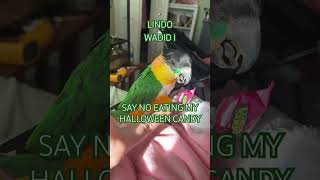 He is very mischievous caiques caiqueparrot birds parrot blackheadedcaique cutebirds [upl. by Yemiaj]