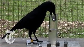 How Smart Are Crows  ScienceTake  The New York Times [upl. by Nyrat878]