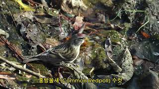 2023 홍방울새 Common Redpoll [upl. by Ecallaw]