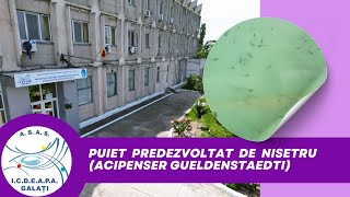 Puiet predezvoltat de Nisetru Acipenser gueldenstaedti în RAS ICDEAPA [upl. by Arrak]