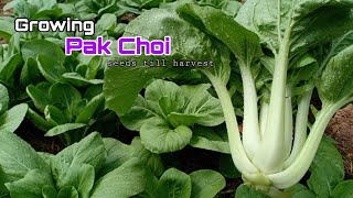 Brilliant only 36 days to grow Pak Choi from seeds  How to grow pak choi from seeds till harvest [upl. by Percy]