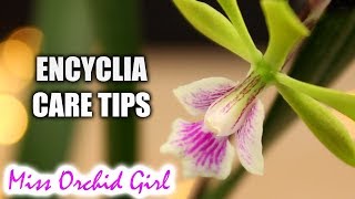 Care tips for Encyclia Orchids  Epicyclia Serena ONeill in bloom [upl. by Danielson235]