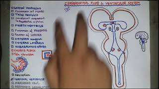 Cerebrospinal Fluid  CSF  Circulation  Ventricles of the Brain  Neuroanatomy amp physiologyBangla [upl. by Aleck109]