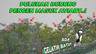 BANYAK BANGET BURUNG LIAR MENCOBA MASUK KE AVIARY [upl. by Helenka]