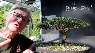 Preparing My Serissa for the Bonsai Shows Part 2 The Bonsai Zone Aug 2024 [upl. by Eelyam]