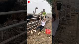 शुतुरमुर्ग के अंडे चुरा रही लड़की 😱  Girl Stealing Ostrich Eggs  shortsvideo [upl. by Maggio331]