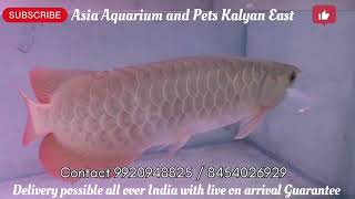 Largest Arowana collection Arowana Fish farm Tour of Asia Aquarium and Pets [upl. by Caasi]