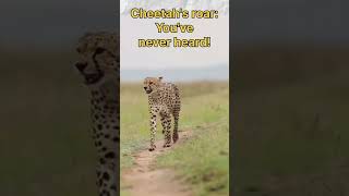 Cheetah’s Roar The Sound You’ve Never Heard Beforequot [upl. by Xela737]