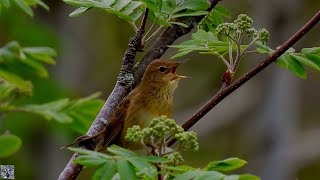 Common grasshopper warbler singing Gresshoppesanger sang Feldschwirl Gesang Sprinkhaanzanger geluid [upl. by Aixela]