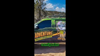 Centipedes in the White Mountains Adventure Pest amp Wildlife arizona pestcontrol arizonarentals [upl. by Ronal]