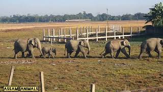 Wild Elephant Coming From Paddy Fields Crossing NH39 [upl. by Felipe996]