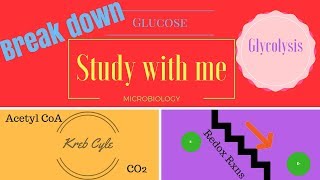 Glycolysis Kreb Cycle Electron Transport Chain [upl. by Letnahc305]