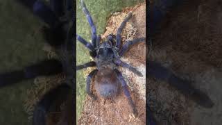 Psazimai tarantula spider [upl. by Oznol]