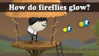 How do fireflies glow  aumsum kids science education children [upl. by Benito]