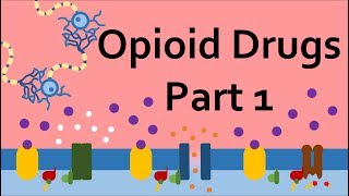 Opioid Drugs Part 1 Mechanism of Action [upl. by Buehler421]