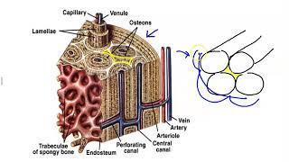 Microscopic Structure of Bone [upl. by Atteuqram]