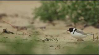 Hooded Plover [upl. by Yesima196]