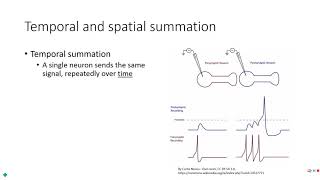 PE 220  Lecture 311  Graded potentials [upl. by Chambers27]