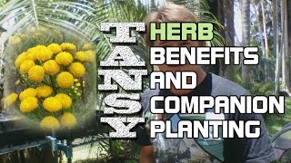 Tansy Herb Benefits and Companion Planting [upl. by Anjanette]