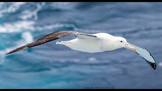 Tristan Albatross Flock to Marion 2022 aboard the MSC Orchestra Marion Island with Peter Harrison [upl. by Enilaf]