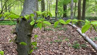 Spring forest wild flowers Common Hornbeam tree  Free Footage for MOAH Members [upl. by Anatsirhc]