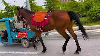 Who raises horses trains the horses sent from Hebei Laotie to ride and follow the carriage [upl. by Leveridge]