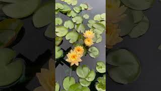 Nymphaea Clyde Ikins and hybrids 🪷 nature HSVgarden garden [upl. by Falo]