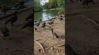 GEESE HONKING AND SWIMMING goose nature [upl. by Kcinom]