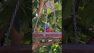 Lorikeet CloseUp A Detailed Look at Meal Time birdwatching lorikeets naturelovers [upl. by Byrann]