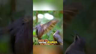 Victorias Riflebird bird dance victoria queensland australia [upl. by Ityak]