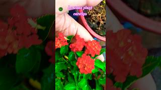 Lantana plant caretips trendingshorts garden terracegarden lantanaplantcare [upl. by Willow]