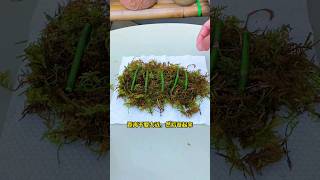 regrowing orchid stems fasting growing rooting [upl. by Cherry784]