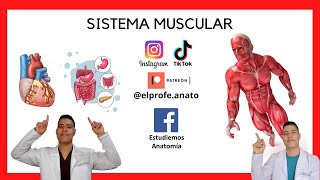 Sistema muscular anatomía elprofedeanato muscular sistemamuscular agonista tono sinergista [upl. by Jilli]